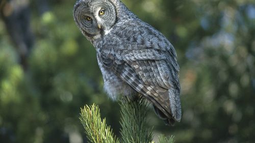 A New Perspective, Great Grey Owl, Wyoming