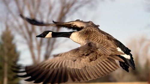 Canada Goose In Flight