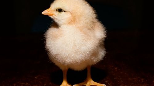 Day Old Chick Black Background