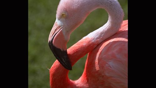 Flamingo1024768