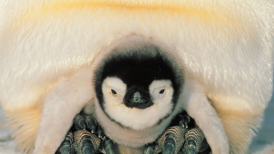 Safe Harbor, Emperor Penguins, Weddell Sea, Antarctica