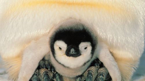 Safe Harbor, Emperor Penguins, Weddell Sea, Antarctica