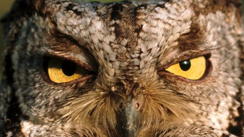 Western Screech Owl, Montana